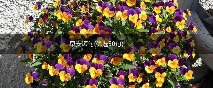 早安短句(优选50句),第1张