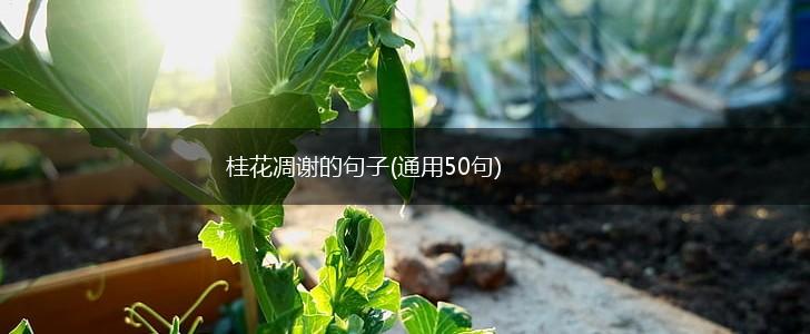 桂花凋谢的句子(通用50句),第1张