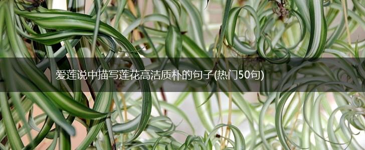 爱莲说中描写莲花高洁质朴的句子(热门50句),第1张