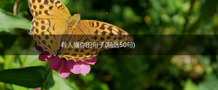 有人懂你的句子(精选50句),第1张