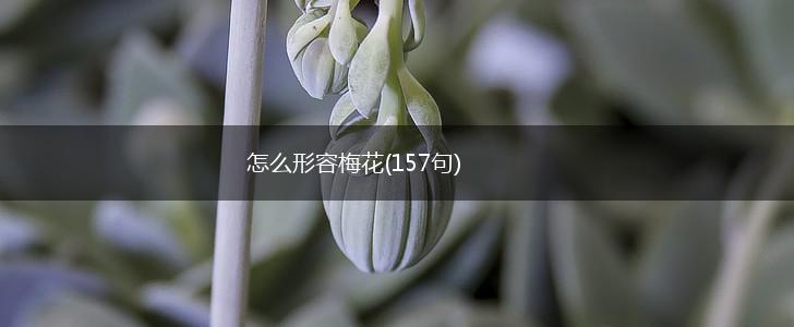 怎么形容梅花(157句),第1张
