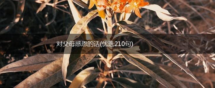 对父母感恩的话(优选210句),第1张