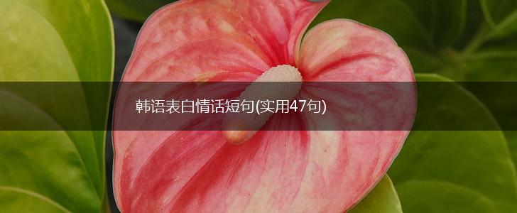 韩语表白情话短句(实用47句),第1张