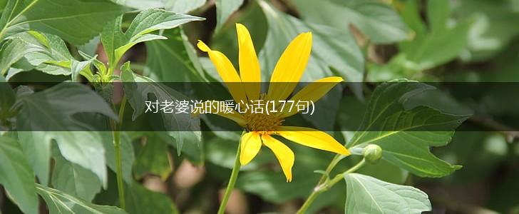 对老婆说的暖心话(177句),第1张