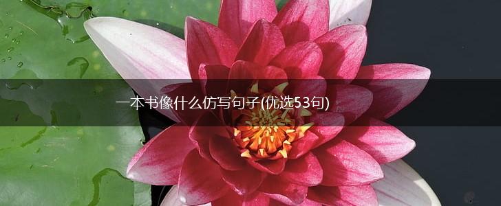 一本书像什么仿写句子(优选53句),第1张