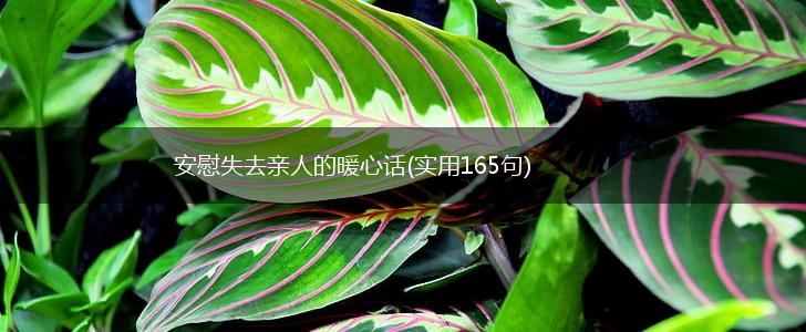 安慰失去亲人的暖心话(实用165句),第1张