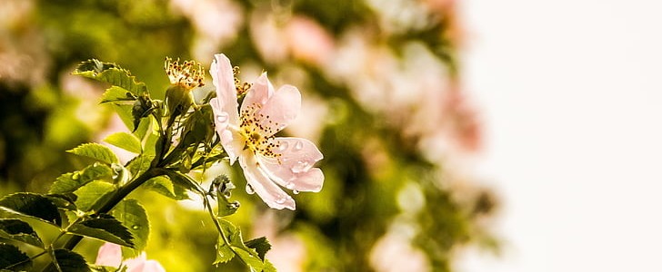 情人节表白情话(热门240句),第3张