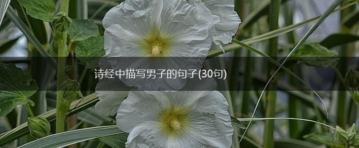 诗经中描写男子的句子(30句),第1张