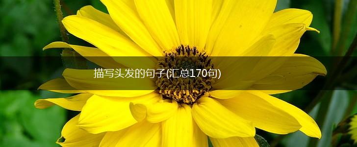 描写头发的句子(汇总170句),第1张