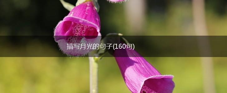 描写月光的句子(160句),第1张
