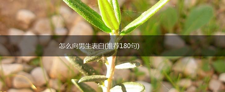 怎么向男生表白(推荐180句),第1张