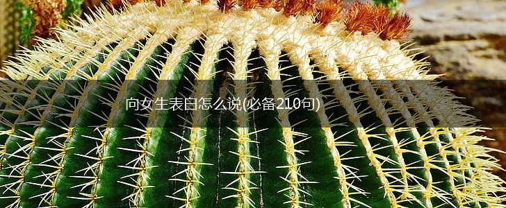 向女生表白怎么说(必备210句),第1张