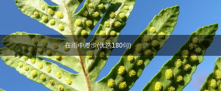 在雨中漫步(优选180句),第1张