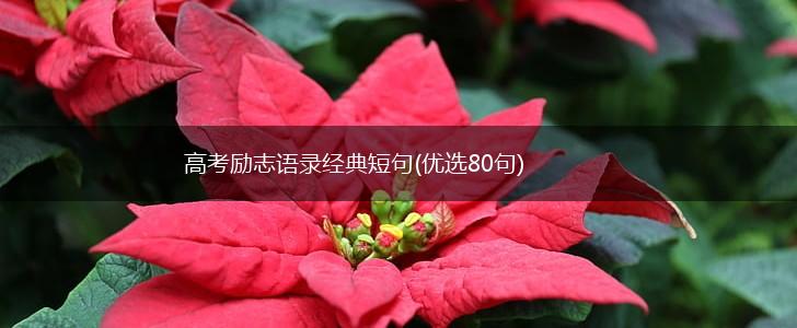 高考励志语录经典短句(优选80句),第1张