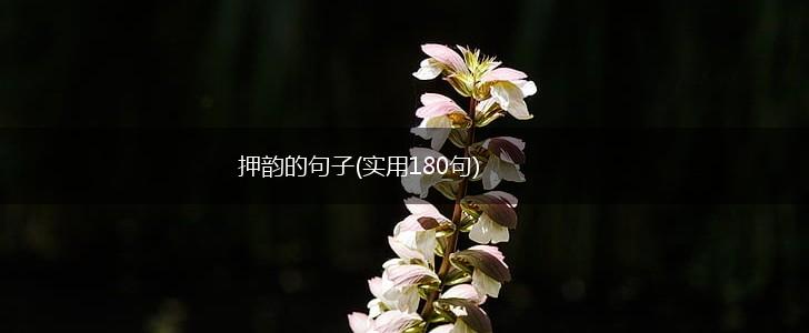 押韵的句子(实用180句),第1张
