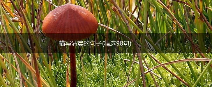 描写清晨的句子(精选98句),第1张