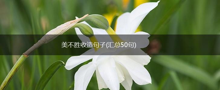 美不胜收造句子(汇总50句),第1张
