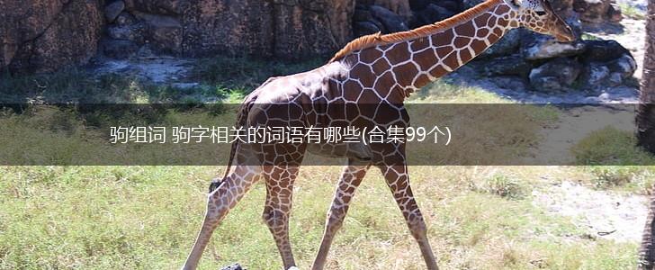 驹组词 驹字相关的词语有哪些(合集99个),第1张