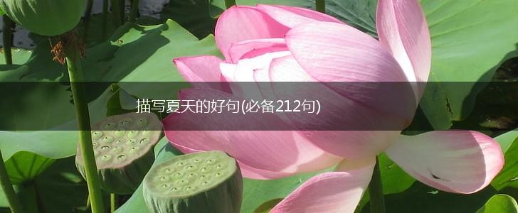 描写夏天的好句(必备212句),第1张