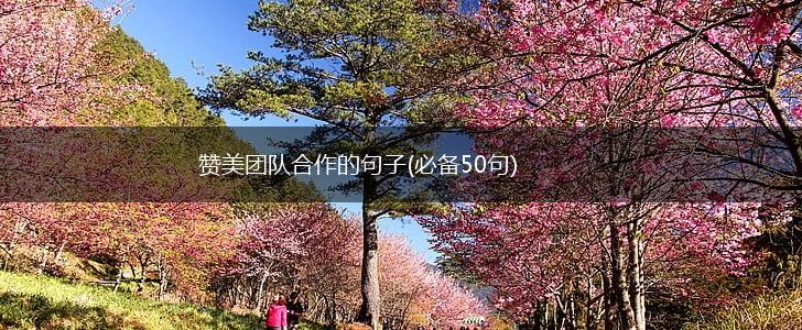 赞美团队合作的句子(必备50句),第1张