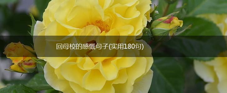 回母校的感慨句子(实用180句),第1张