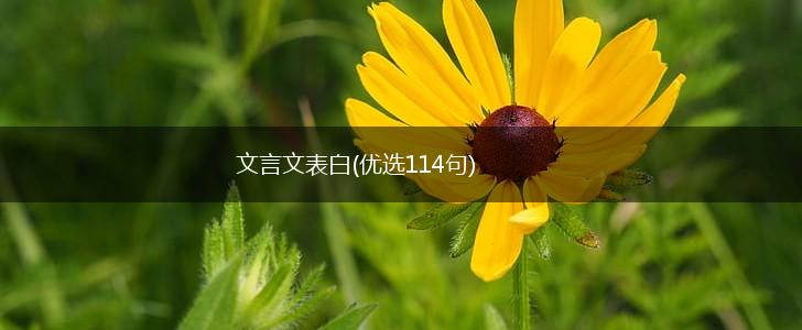 文言文表白(优选114句),第1张