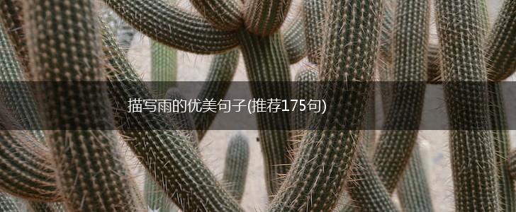 描写雨的优美句子(推荐175句),第1张