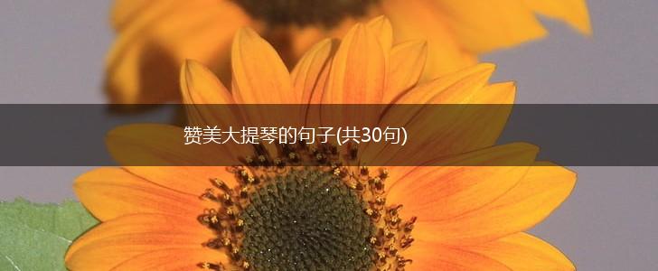 赞美大提琴的句子(共30句),第1张