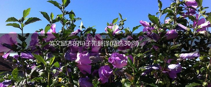 英文励志的句子带翻译(精选30句),第1张