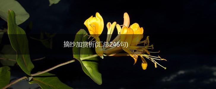 摘抄加赏析(汇总246句),第1张
