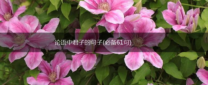 论语中君子的句子(必备61句),第1张