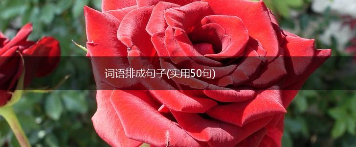 词语排成句子(实用50句),第1张