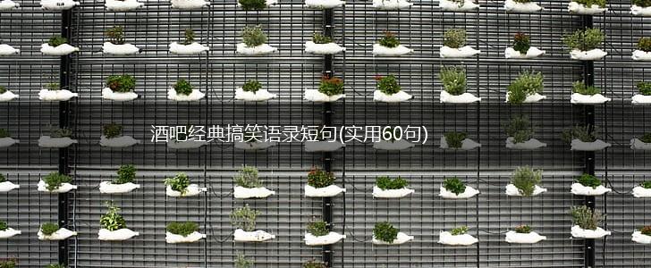 酒吧经典搞笑语录短句(实用60句),第1张