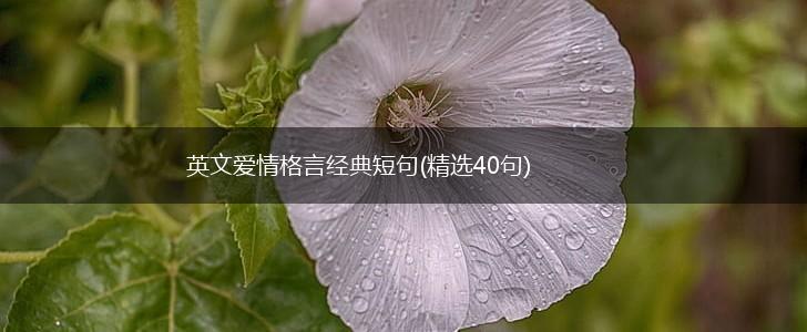 英文爱情格言经典短句(精选40句),第1张
