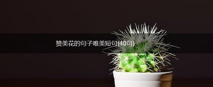 赞美花的句子唯美短句(40句),第1张
