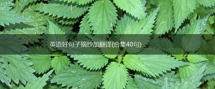 英语好句子摘抄加翻译(合集40句),第1张