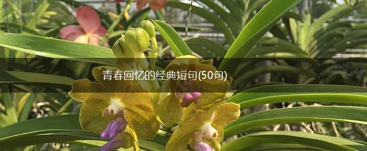 青春回忆的经典短句(50句),第1张