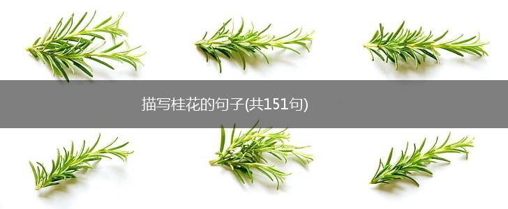 描写桂花的句子(共151句),第1张