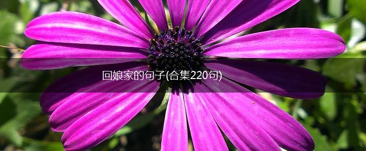 回娘家的句子(合集220句),第1张