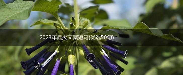 2023年最火文案短句(优选50句),第1张 2023年最火文案短句(优选50句),第1张