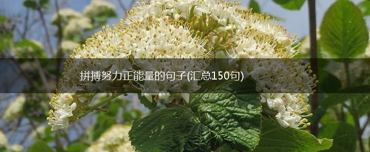 拼搏努力正能量的句子(汇总150句),第1张