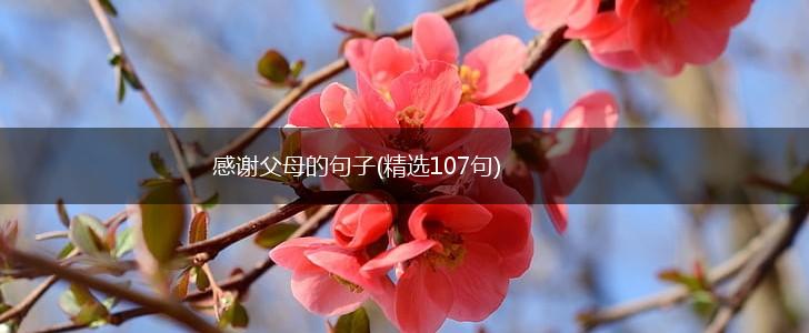 感谢父母的句子(精选107句),第1张