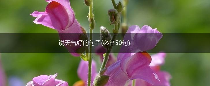 说天气好的句子(必备50句),第1张