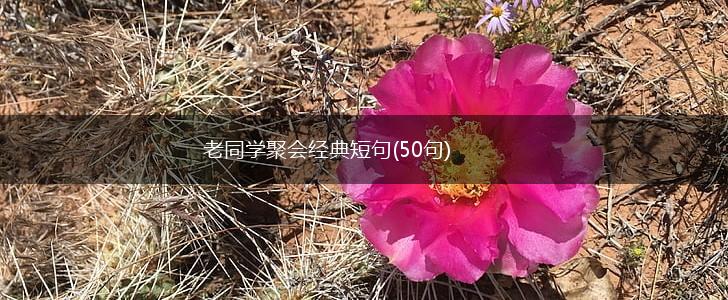 老同学聚会经典短句(50句),第1张