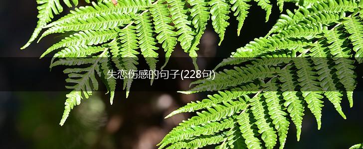 失恋伤感的句子(228句),第1张