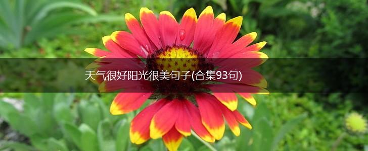 天气很好阳光很美句子(合集93句),第1张