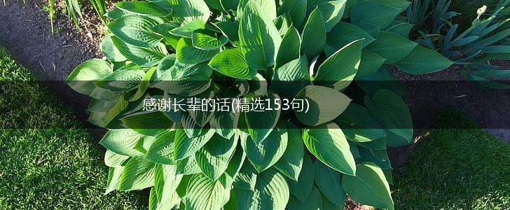 感谢长辈的话(精选153句),第1张