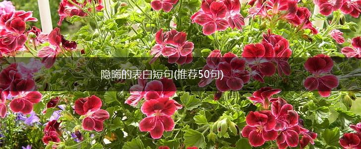 隐晦的表白短句(推荐50句),第1张