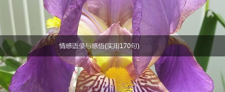 情感语录与感悟(实用170句),第1张