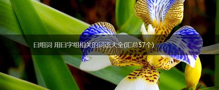 臼组词 用臼字组相关的词语大全(汇总57个),第1张